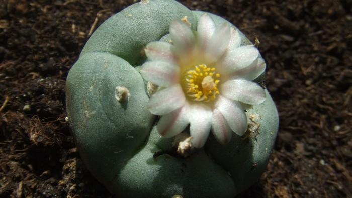 i dug i dug up peyote in the mexican desert vice united states i dug i dug up peyote in the mexican desert vice united states
