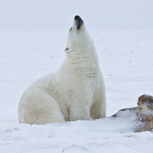 Pollution Is Making Polar Bears’ Dicks Snap in Half | VICE | United Kingdom