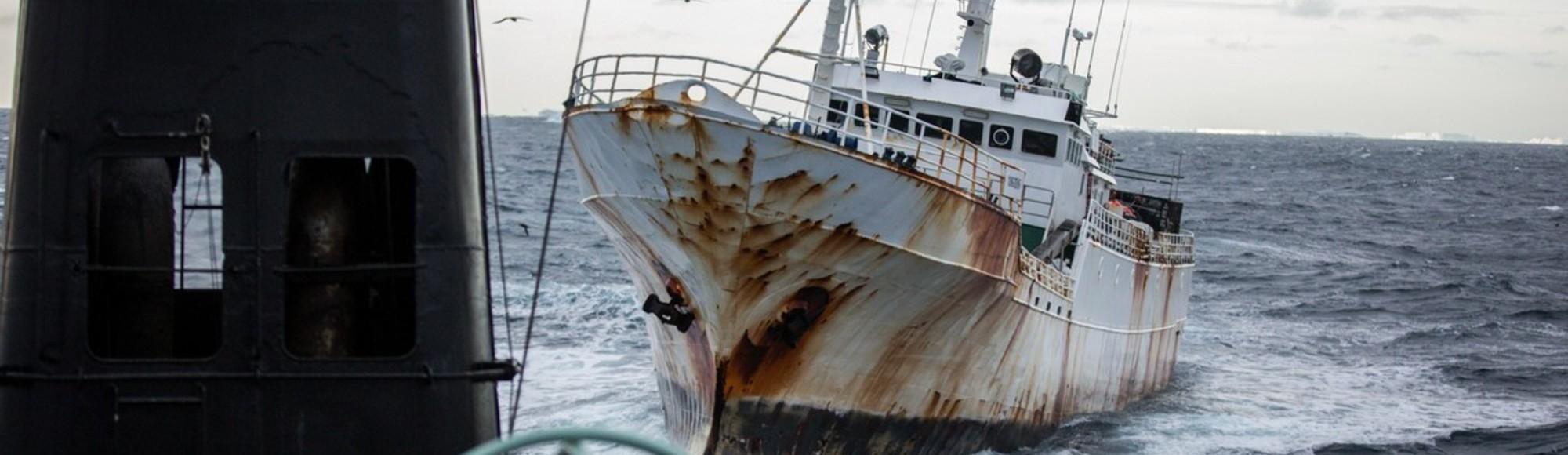 Cartels are Poaching Toothfish from Antarctic Waters VICE United States