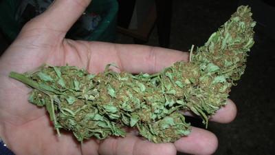 article habe meine pussy weed gleitgel stoned gemacht foria article habe meine pussy weed gleitgel stoned gemacht foria