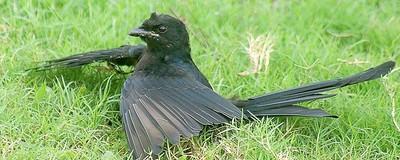 Birds Get Stoned by Rubbing Ants on Their Wings