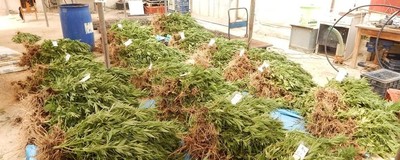 Γουατρικ πορνό κινουμένων σχεδίων