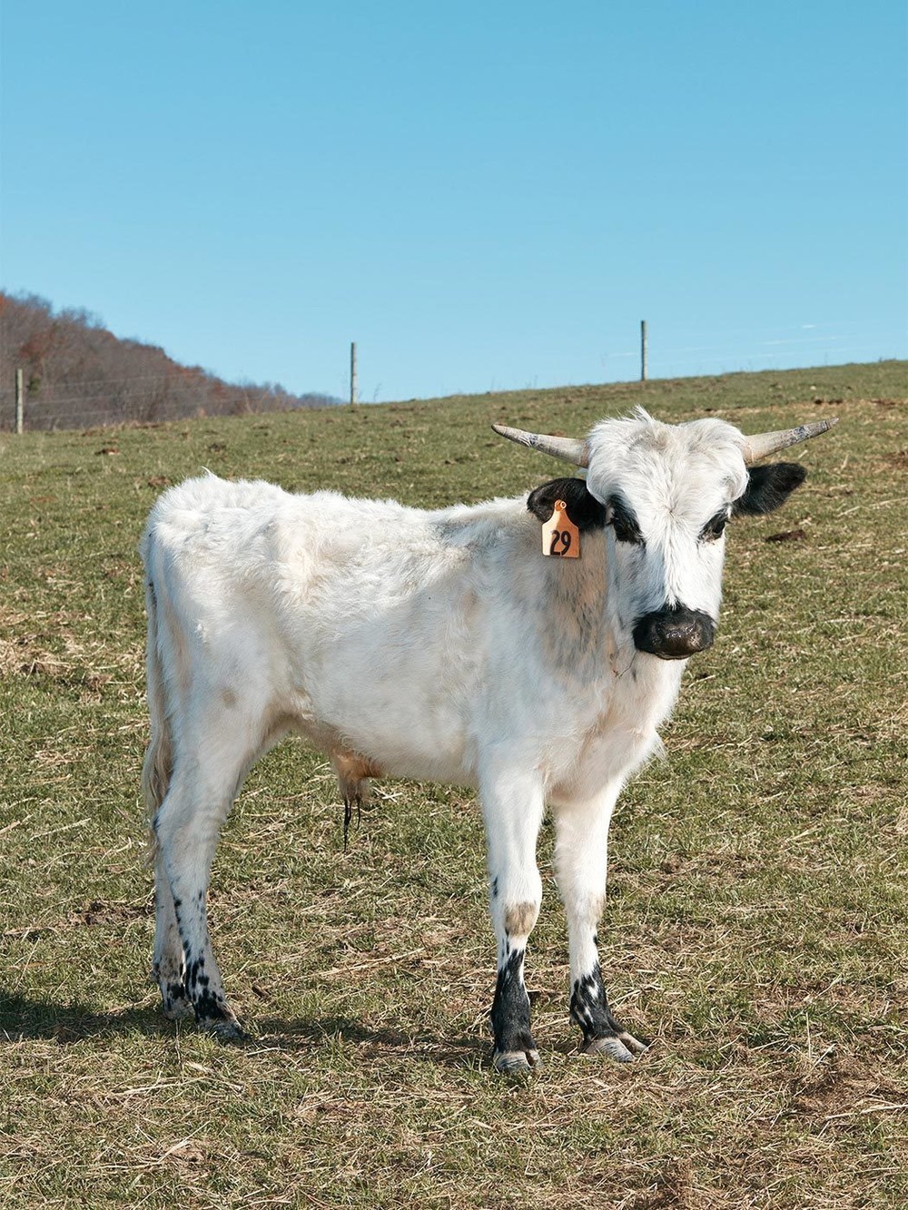 This Sacred Breed of Cattle Has Survived 2,000 Years to Make It to Your