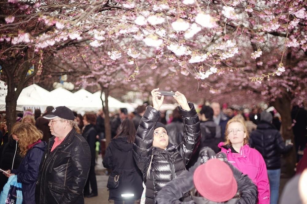 Photos of People Taking Photos of Cherry Blossom in Stockholm - VICE