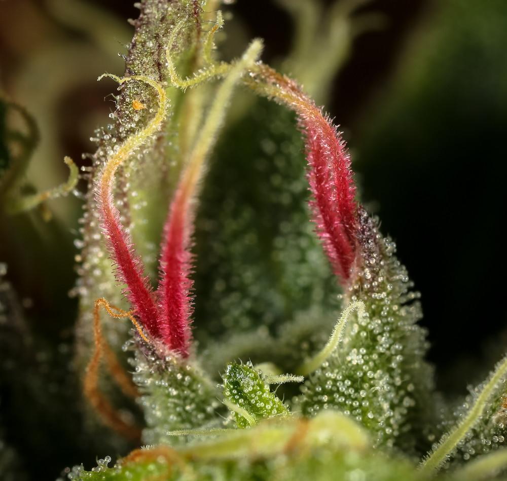 I Take Close-Up Photos of Dank Weed for a Living