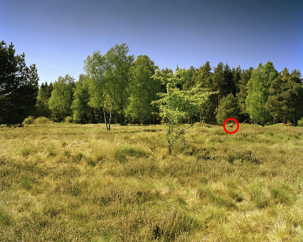 prostituierte tumblr ziege auf baum prostituierte tumblr ziege auf baum