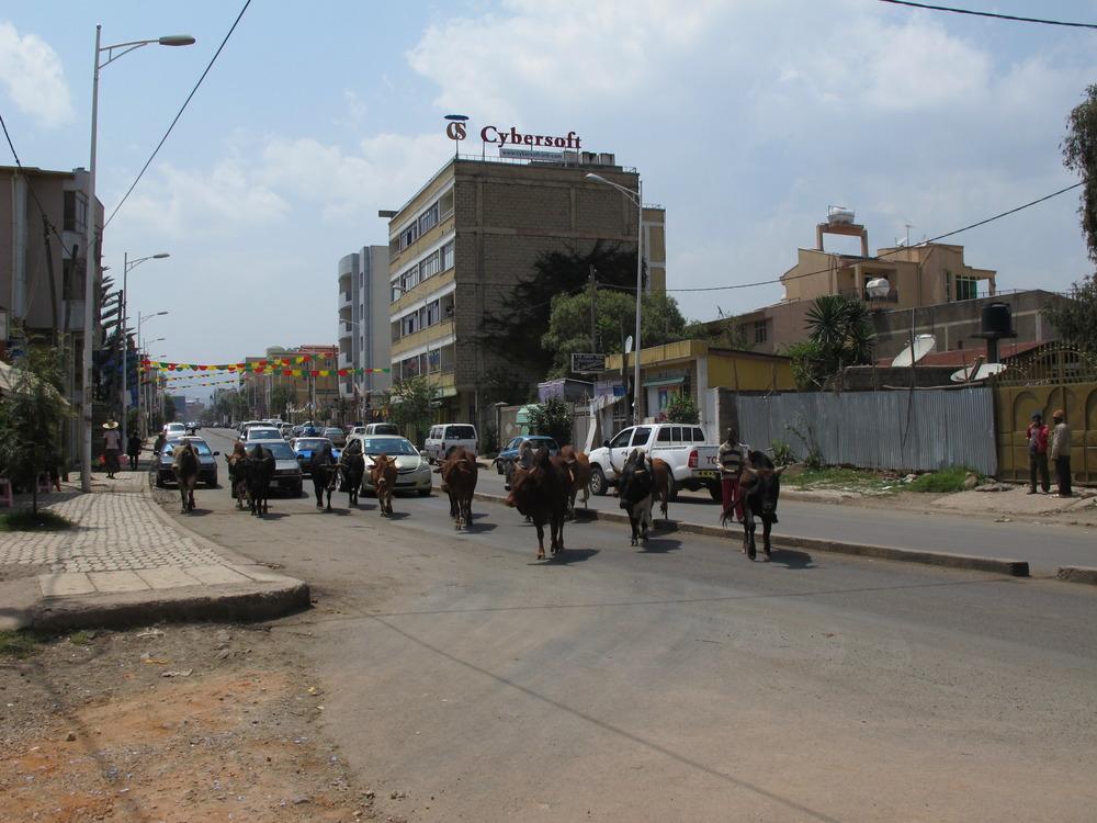 Στο κέντρο της πόλης οι αγελάδες συνυπάρχουν με τα αυτοκίνητα