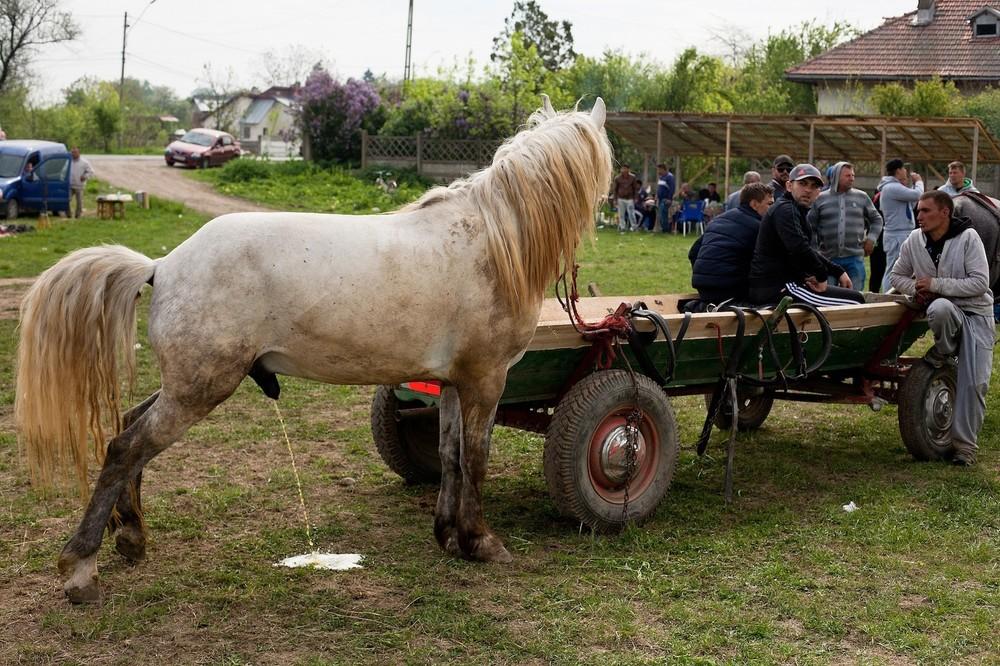 I Spent a Day Watching a Bunch of Men Whip Horses in Romania VICE