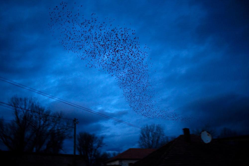 Τα περίφημα μαύρα πουλιά του Κοσσόβου πετούν πάνω από τη Mitrovica, τη νύχτα της πρώτης επετείου της ανεξαρτητοποίησής του από τη Σερβία. Φλεβάρης 2009.