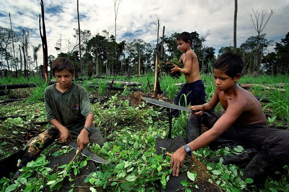 Παιδιά, δουλεύουν σε χωράφια κόκας. Κολομβία, 2003.