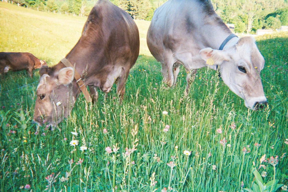 Photos of a Dairy Farmer Milking Some Cute Cows July 4, 2016 Photos by Julian Master Share TweetThis article originally appeared on VICE USIn this week's installment of First-Person Shooter, we gave two disposable cameras to Margot Brooks, a dairy farmer who specializes in producing, cheese, beef, veal, and raw milk on her farm Sugar House Creamery in Upper Jay, New York. As a fifth-generation dairy farmer who grew up on a 900 acre farm with 100 cows, Margot now runs a smaller operation with only 12 cows in order to make more premium and organic products. On top of shooting photos of milking the cows and taking them out to the field to graze, Margot also captured a few exposures of hooping cheese curd into cheese molds and artificially inseminating a cow. She finished off her day by stockpiling bales of hay and feed in the barn, updating her breeding calendar to make sure her cows will continue producing milk for the coming year, and giving VICE a tour of her farm store where she sells ra - 웹